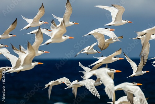 Photography Beautiful shot of a flock of Sternidae birds flying over blue sea and horizon bl