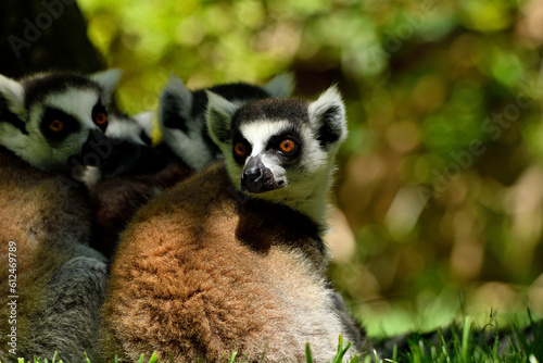Lémur de cola anillada (Lemur catta)