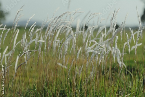 Closeup of white grass flowers swinging by a breeze in a grass field