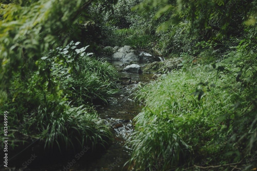 Small creek flowing on rock among green plants in the woods