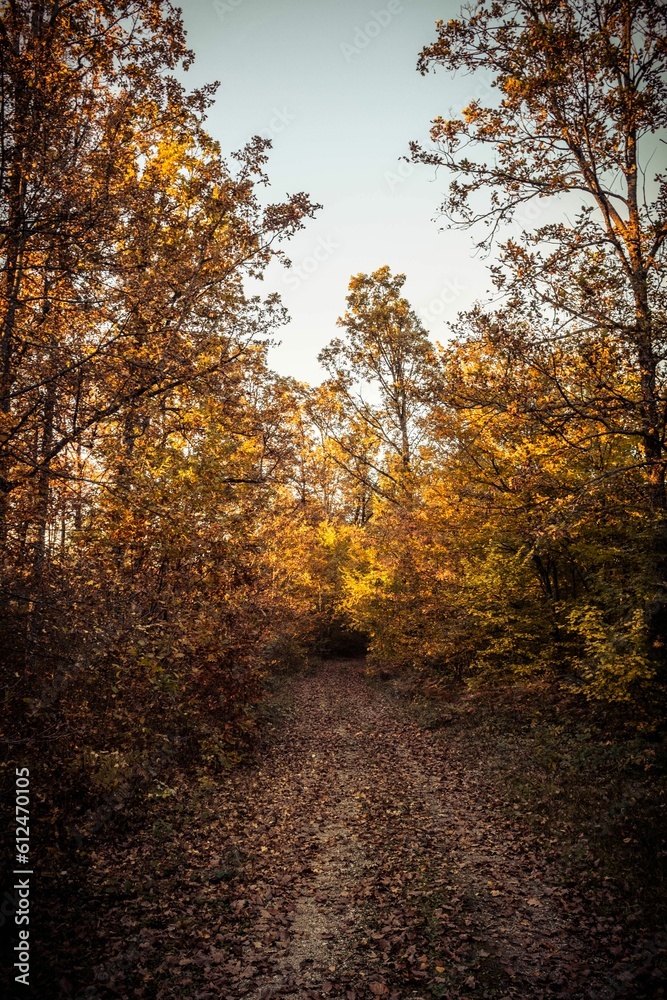 Vertical shot of autumn golden trees in the forest on a sunny day