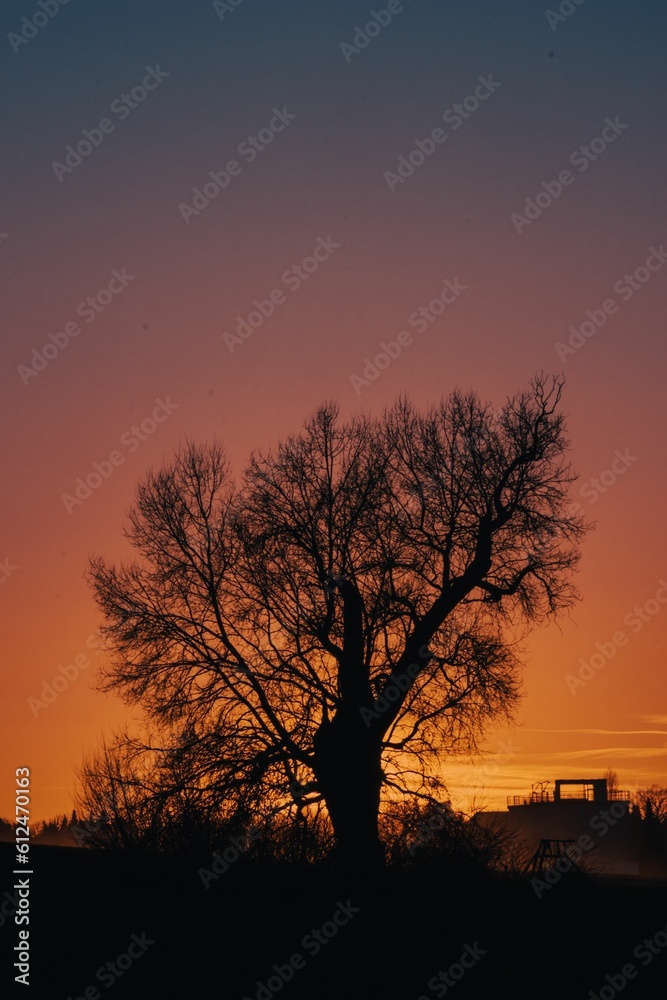 Vertical shot of the silhouette of a tree at sunset