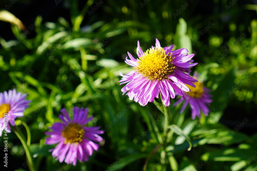 purple and yellow flowers purple and yellow flowers
