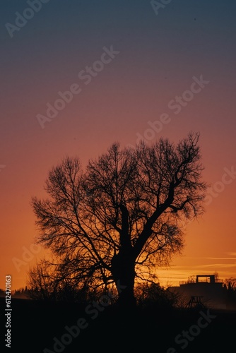 Vertical shot of the silhouette of a tree at sunset