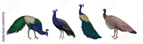 Peacock or Peafowl Bird Species with Extravagant Plumage and Tail Vector Set