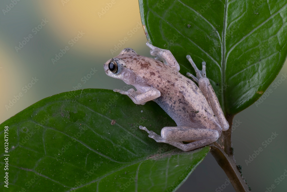 Obraz premium A dessert tree frog perched on a leaves