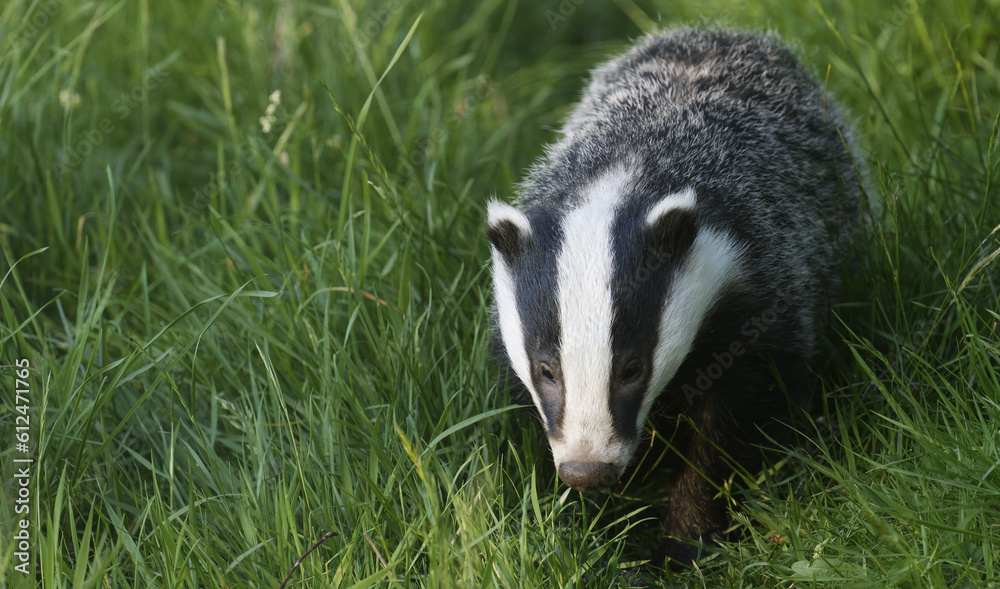 Obraz premium A wild European Badger in early evening sunlit in the Scottish Highlands, nr Boat of Garten
