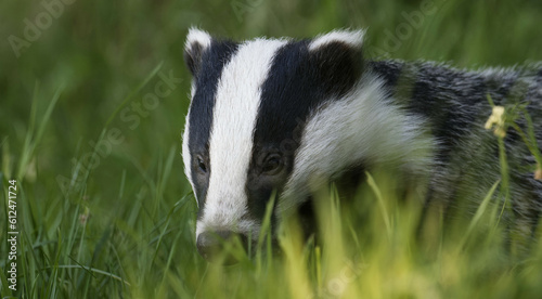 A wild European Badger in early evening sunlit in the Scottish Highlands, nr Boat of Garten © Nick Edge