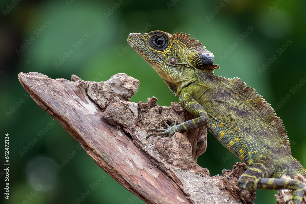 Obraz premium Angle head lizard ( Gonocephalus bornensis ) on a tree
