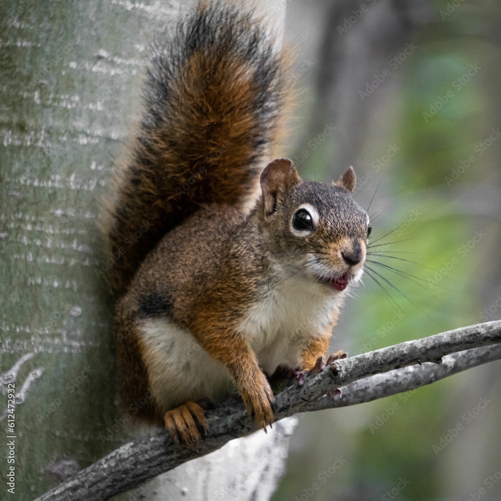 Brown squirrel perching on tree branch Brown squirrel perching on tree branch