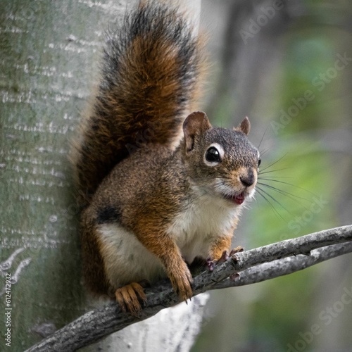 Brown squirrel perching on tree branch