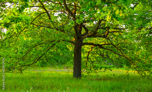 alone green oak tree among forest glade, summer natural background