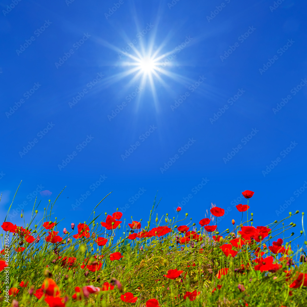 Fototapeta premium closeup hill with red poppy flowers under a sparkle sun