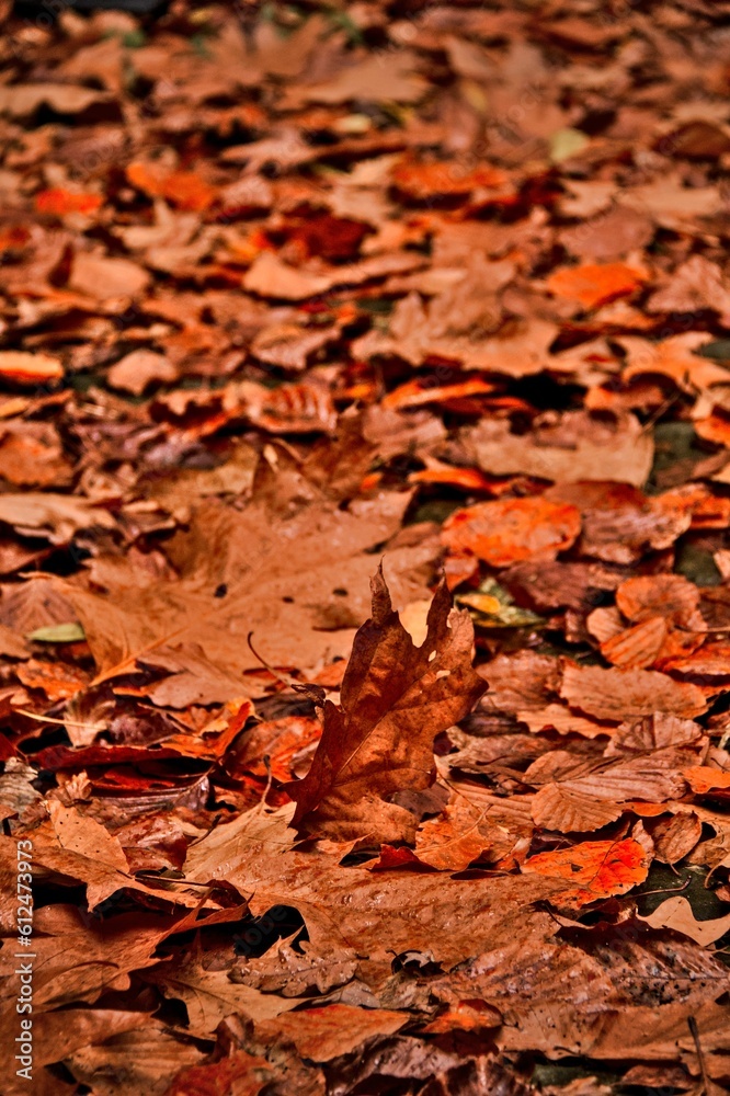Vertical closeup shot of dry orange autumn leaves on the ground in a park