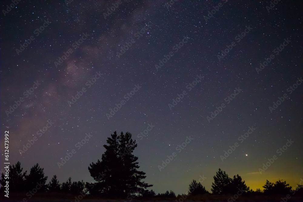 night prairie with pine tree under starry sky, night outdoor landscape