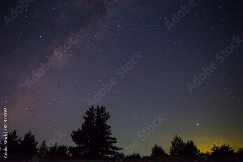 night prairie with pine tree under starry sky, night outdoor landscape