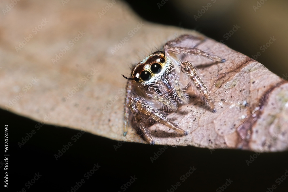 Obraz premium A macro photo of a cute jumping spider on a leaf