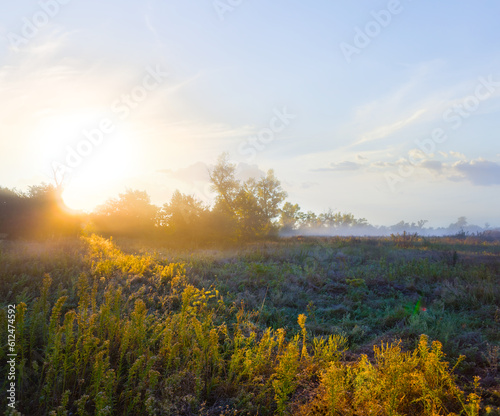 summer forest glade at the sunrise, early morning natural landscape