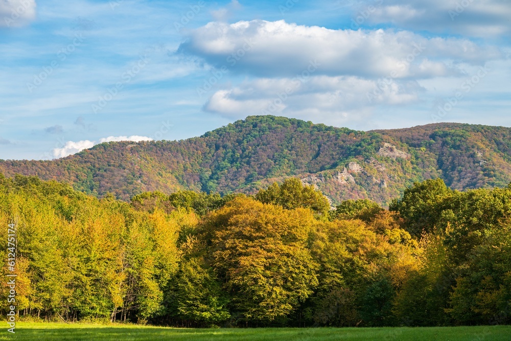 Fototapeta premium Autumn forest in the Pilis
