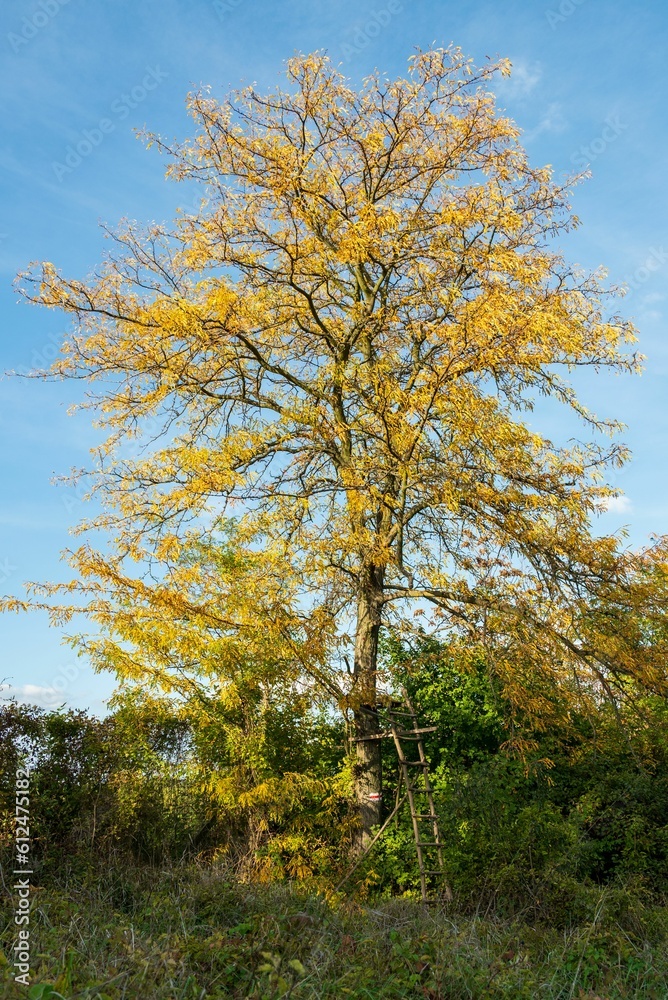 Yellow tree with hunter's lookuot Yellow tree with hunter's lookuot