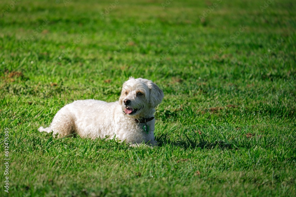 Cute white Maltese dog with collar lying on grasses