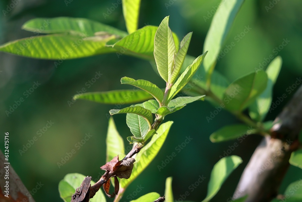 Closeup of lush green plants illuminated by daylight with a few leaves still attached to its stem Closeup of lush green plants illuminated by daylight with a few leaves still attached to its stem