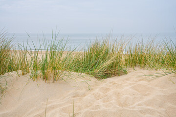 Foto auf Acrylglas Nordsee Beach view from the path sand between the dunes at Dutch coastline. Marram grass, Netherlands. The dunes or dyke at Dutch north sea coast  © Ilja