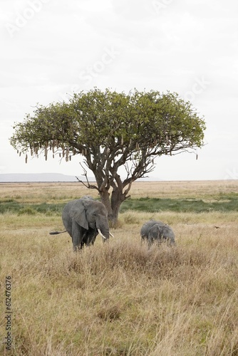 Beautiful shot of an elephant with its calf walking in the field on a single tree background