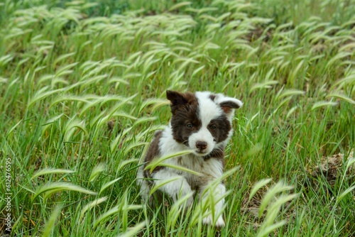 Selective of a Border collie puppy playing in the green grass