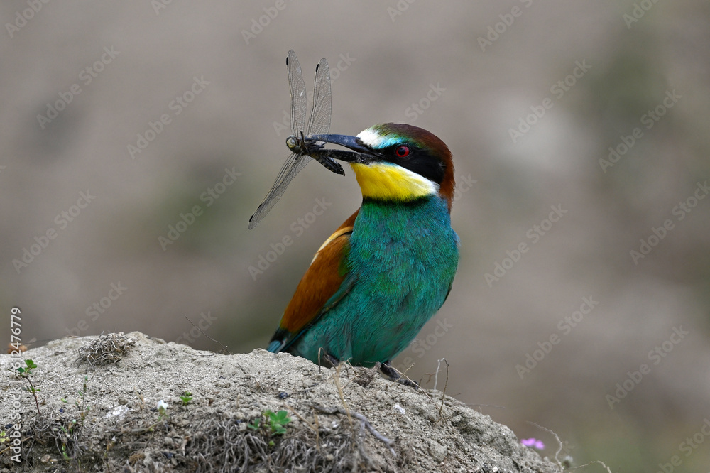 custom made wallpaper toronto digitalEuropean bee-eater (Merops apiaster) with Black-tailed skimmer (Orthetrum cancellatum) as prey // Bienenfresser mit Großem Blaupfeil als Beute
