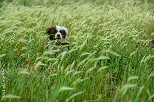 Selective of a Border collie puppy playing in the green grass