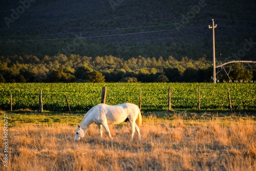 White horse grazing in a paddock on the sunrise