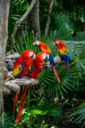 Selective of scarlet macaw (Ara macao) parrots in a tropical forest