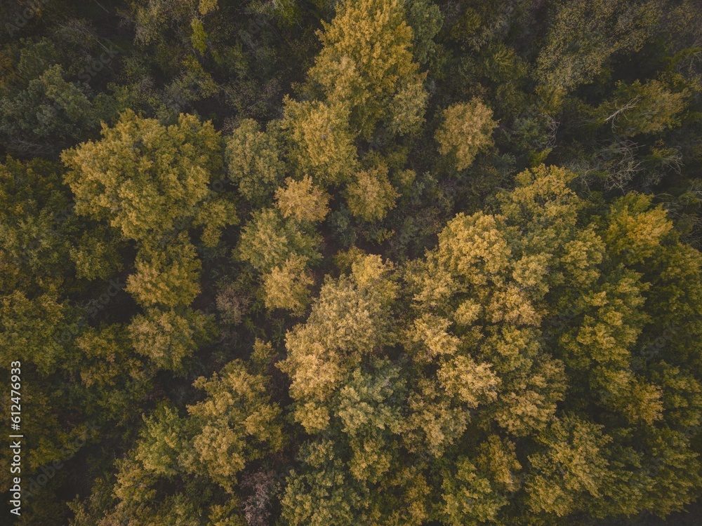 Drone top shot of trees during autumn with green and yellow leaves Drone top shot of trees during autumn with green and yellow leaves
