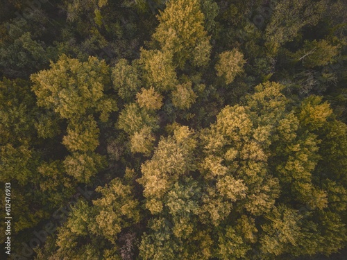 Drone top shot of trees during autumn with green and yellow leaves