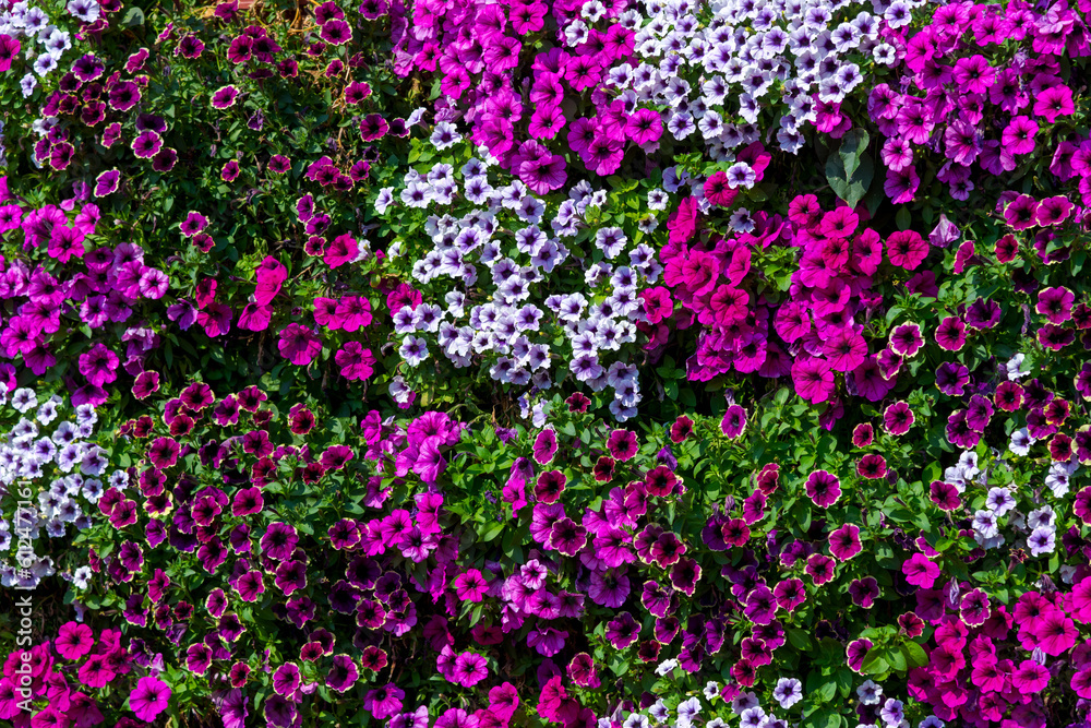 Fototapeta premium Abstract magenta colored floral background. Group of various bright purple colored Petunia flowers grows on flowerbed in a sunny day. Soft focus. Copy space for your text. Landscaping heme.