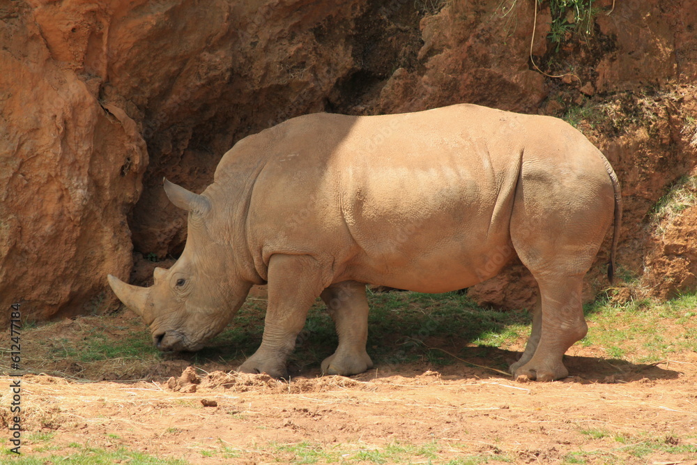 Obraz premium Rinoceronte 