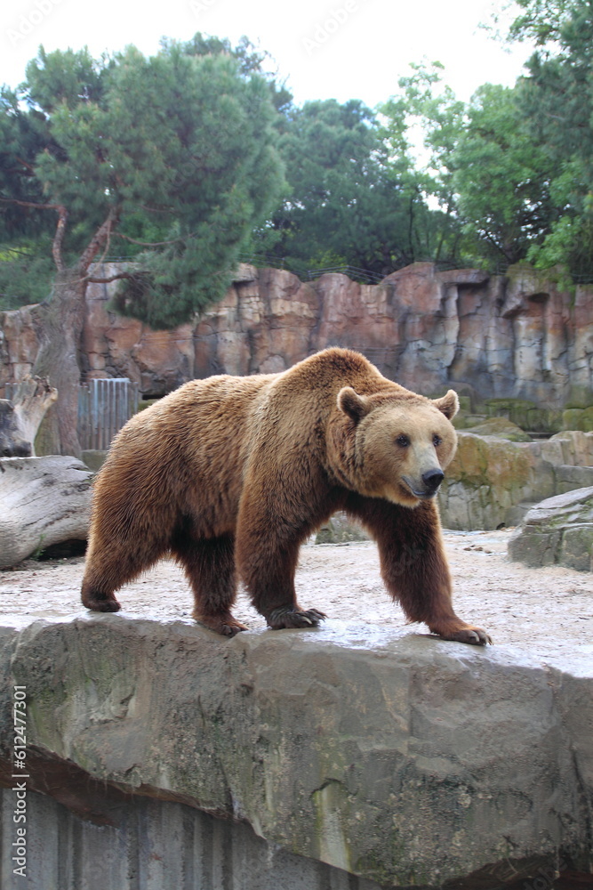 Obraz premium Oso pardo