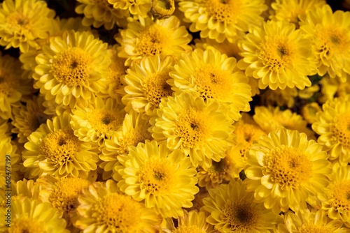 Fototapeta Naklejka Na Ścianę i Meble -  Closeup of yellow flowers in a garden