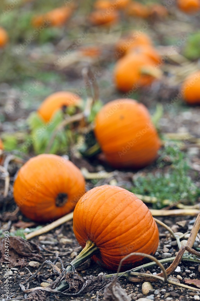 Beautiful vertical closeup of orange pumpkins on farmland for Halloween