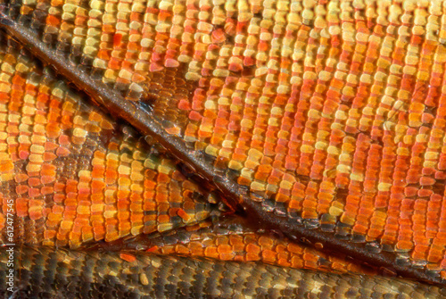 Photography Super macro magnification of butterfly wings and its colorful scales details