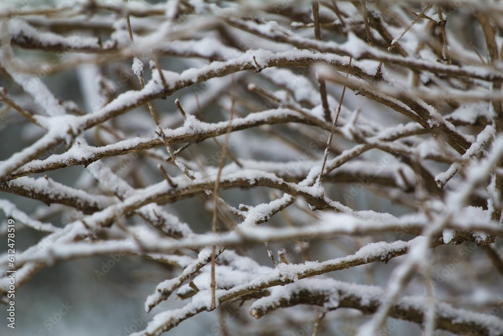 Closeup shot of snow covered tree branches - great for backgrounds