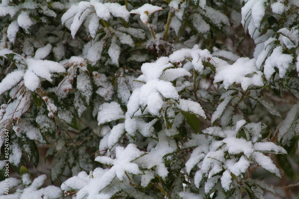 Closeup shot of snow covered pine tree branches