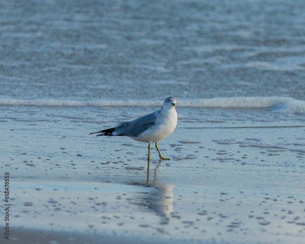 Closeup shot of a gray seagull walking on a wet beach