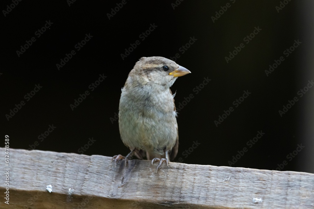 Closeup of a cute sparrow sitting on wood with black background Closeup of a cute sparrow sitting on wood with black background