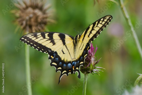 Closeup of a yellow eastern tiger swallowtail perched on a flower photo