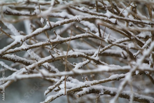 Closeup shot of snow covered tree branches - great for backgrounds © David Lugo/Wirestock Creators