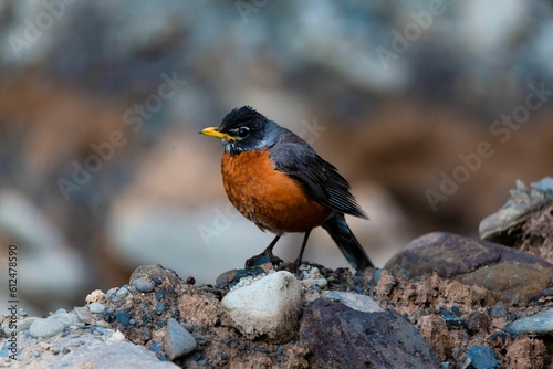 Closeup of an American robin on stones on a blurred background