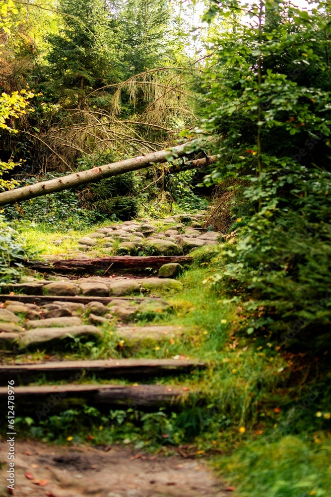 Forest with growing dense trees Forest with growing dense trees