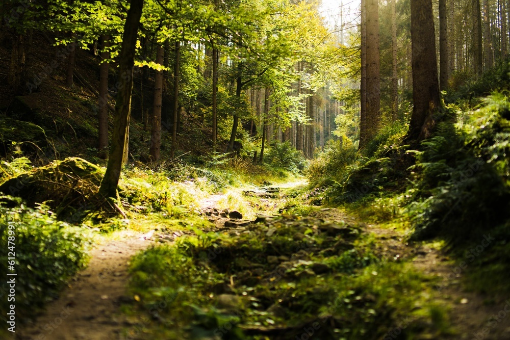 Forest with growing dense trees Forest with growing dense trees